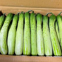 국내산 이슬 백다다기 오이 50개 BOX 다다기 오이지 피클용 못난이, 상(10KG)
