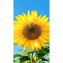 란이네 금전운을 부르는 보석십자수 해바라기 한송이 3D diy키트 1005120-2, 해바라기007, 40*70cm