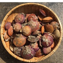 홍가리비1kg 제철 국내산 캠핑모듬조개 해물탕 찜 해산물 수산물 바지락 째복 비단 갈미 백합조개 백상합 모시 뿔소라 대왕 참가리비구이 키조개 전복 삐뚤이소라 밀고동 돌조개 흠스수산, 1개, 1kg