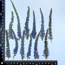건식 코아 드릴 엔진 날 코어 추천 24 개/6-10cm 자연 마른 꽃 실제 필드 스피드웰 꽃 표본 DIY 전화 케, 01 Primary color