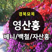 [경북농원] 영산홍(연산홍) 5주묶음 조경수(베니/백철/자산홍) 판매중, 영산홍_베니 5주묶음