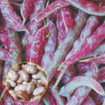 얼룩 난쟁이 강남콩 채소 씨앗 씨 종자 품종 콩 30g, 해당 상품 선택하기