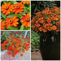 [모야모 꽃씨] 미니백일홍 자하라화이어 20립 씨앗, 대포장 400립