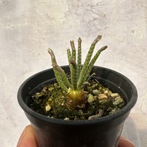 알스토니 적화 미니