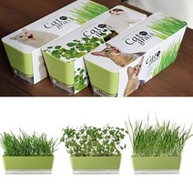 방에서키우는 캣닢재배 캣그라스 DIY키트 세트 26967ea, 캣잎, 본상품선택