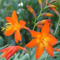 모종/애기범부채/포트묘/5개 B812