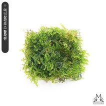 미니 삼각모스 활착판 -미미네아쿠아, 단품