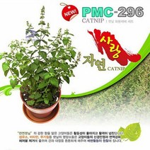캣닢화분재배세트 고양이 캣닙 키우기 화분재배세트 냥이활력 헤, 색상:[색상]본상품