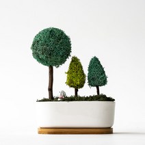 스칸디아모스 포레스트 화분, 퍼시픽그린, 1개