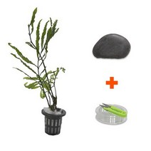 [바보사랑] DIY 마이플랜츠 오석 볼비티스, 상세 설명 참조