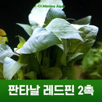 초보 수초 키우기 판타날 레드핀 2촉, 없음