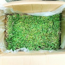 청년농부 고급 한국잔디 18x18cm / 40x60cm 롤잔디 조경잔디 산소잔디 잔디심기 천연잔디, 40x60cm(1장), 1개
