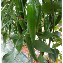 [당일수확] 안매운 풋고추 모닝고추, 2kg, 1개