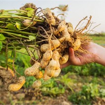 2023년 속이 꽉 찬 국산 햇땅콩 피땅콩, 1개, 햇 피땅콩 500g