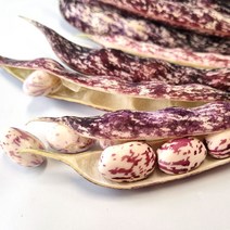 싱싱한 (주)산정F&D 국내산 햇 호랑이콩 밤콩 2kg, 1개