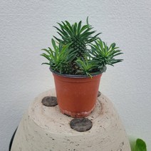 실내공기정화식물 자구가있는 괴마옥 개마옥 자구 15-25cm 99