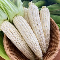 [오늘의채소] 국내산 미백 찰옥수수 10개 (개당 15cm 내외)