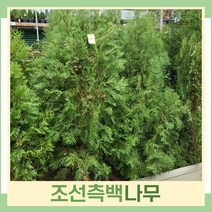 조선측백나무 묘목 상록수 키150cm(분) 2개