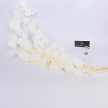 우체통 우편함 건의함 자연 말린 꽃 보존 사과 잎 웨딩 장식 실제 식물 유칼립투스 정원 홈 액세서리 100g, [06] Bright red