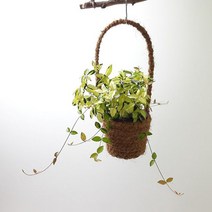 황금마삭줄(중) 마 바구니 실내공기정화식물, 단품