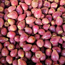 꼭지네 제주 백년초 생과 열매 3kg 5kg 10kg, 백년초 5kg