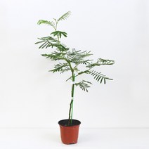 딜바타 아카시아 식물 모종 소품 관엽식물 마이플랜트