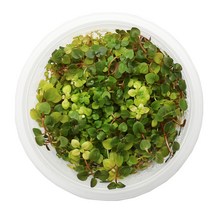 무균 조직 배양수초 - 루드위지아 슈퍼레드, 단품