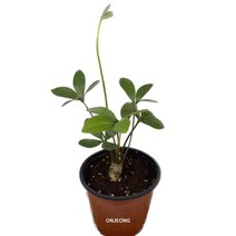 온정농원 멕시코소철 공기정화식물 26cm, 1개