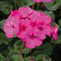 유럽 제라늄 꽃씨 씨앗 꽃이 예쁘고 제충 효과 호라이즌 딥레드 라벤더 네온로즈 10립(5립+5립), 호라이즌네온로즈 5P+5P