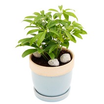 아침향기 공기정화식물 도토리화분 40종, 홍콩야자, 도토리 화이트