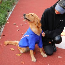 강아지 옷 골든 리트리버 사모예드 시베리안 허스키 래브라도 보더 콜리 미드 대형 개 애완동물 펫 맨투맨 2308678303, 강 블루 시대 두발 룩