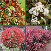 목하원예조경 홍가시나무 묘목 (레드로빈) 40cm전후