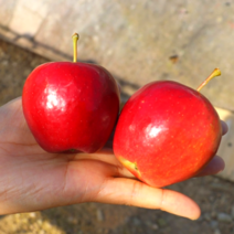 고급특수농법 13brix 루비에스 미니사과, 13-15과, 1개, 1kg (13-15과)