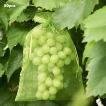 과일망10pcs 정원 야채 과일 성장 가방 식물 보호 그물망, 화이트, 10개