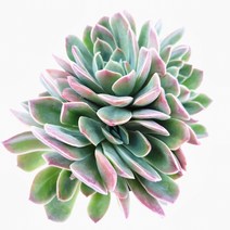 [나애다육] 실큐(자연군생) (36-0411), 1개