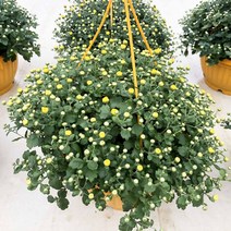 가을 국화 가든멈