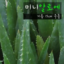 허브여울다육 미니알로에 (전자파방지 공기정화 실내인테리어화분) 지름 15cm 중품 다육화분, 1개