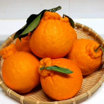 제주 한라봉 3KG 5KG 10KG 가정용 못난이, 한라봉가정용 5kg(중과 26~32개)