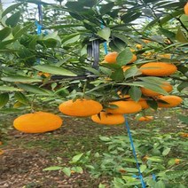 탐라향 제주 조천농협 GAP인증 제주도 탐라향 3kg 5kg 10kg, 상품혼합과10kg
