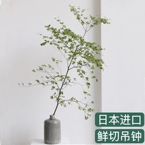 수경재배기 식물재배기 스마트팜 가정용 야채 채소 키우기 일본 수입 벨 수경 신선 컷 식물 녹색 물 제기 가지 말 취한 나무 실내 포자는 선물로 발아합니다, [09] 1-1.1미터 2개의 새싹