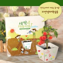 현hmvy_상자텃밭 자연관찰학습 식물키우기 화분키우기 교구 실내 종이 만들기 키우기세트 씨앗세트♥sngr1, ♥sngr1방울토마토
