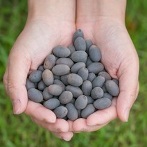파워푸드 국산 연자육(연꽃씨) 400g 연꽃씨 연방 연밥 연씨앗 연근400g 건조 말린 약초 약재 국내산 차 한방, 13YO_국산연자육(연꽃씨) 200gX2