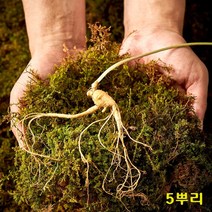 산양삼 야생 산양 산삼 자연산 야생삼 장뇌삼 산삼주 산양삼먹는법 효능 5년근 6년근 정품 품격있는 선물세트, 1set, 5뿌리