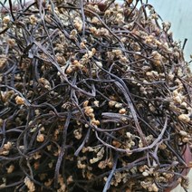 햇 건고사리(국산) 지리산송이농원 하동 2023년 5월, 600g, 1봉