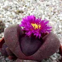 [다육식물]자제옥, 1개