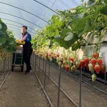 고당도 GAP인증 단단한 논산 겨울 임산부 설향 생 딸기 800g