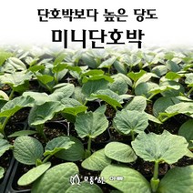 [모종심는아빠] 단호박보다 높은 당도 미니단호박 보우짱, 3컵