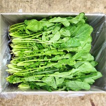 야채24닷컴 루꼴라 로켓 로케트 샐러드 500g, 1개