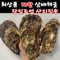 산지직송 최상급 최상품 대왕 삼배체굴 5kg 당일 채취하여 출하되는 통영 삼배체 각굴 석화 굴 제철음식 횟감 용 생굴 5키로 택배