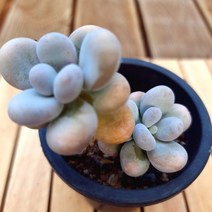 염미인 분칠하고 있는 동글동글 예쁜 다육식물1-80, 단품, 상세페이지 참조